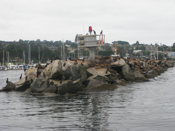 Harbour exit, sea lions, seals, otters and birds