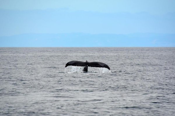 Whale Tale, courtesy of John Krzesinski, Cameraman extraordinaire!!