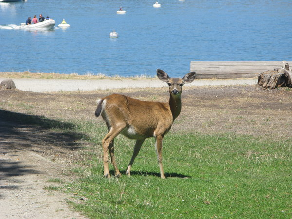 Deer on Angel Island
