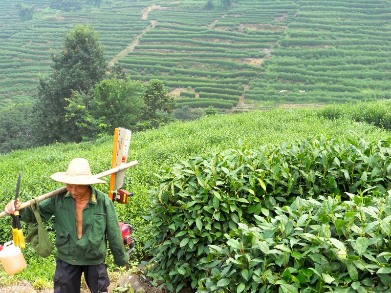 Hard working tea farmers