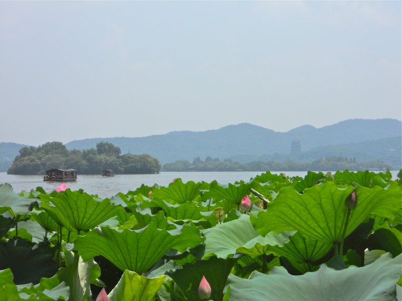 Lotus foreground