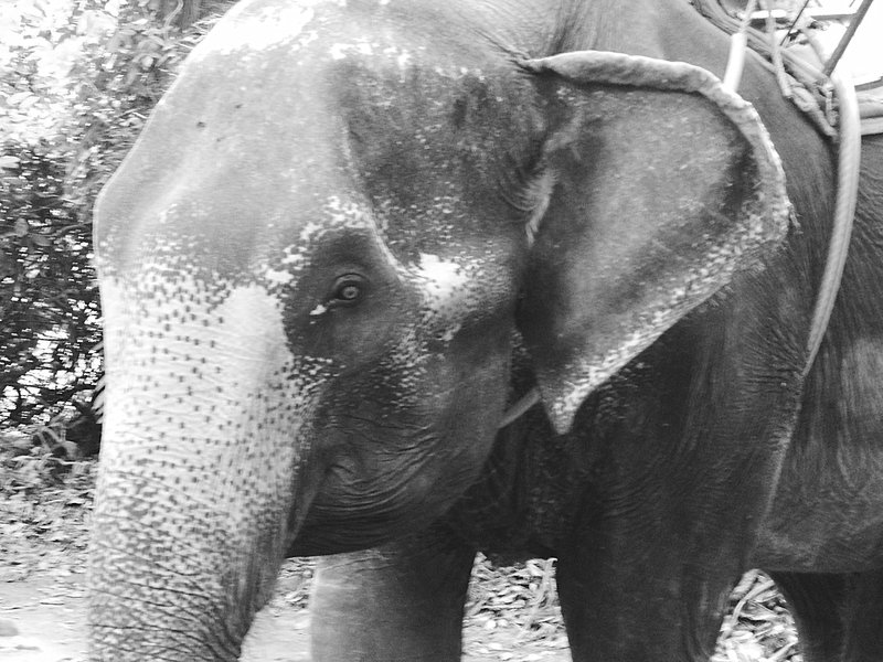 Elephant headshot