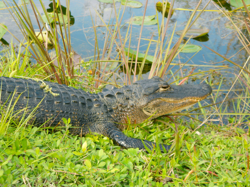 alligator alert