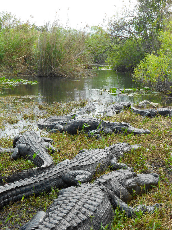 alligator load