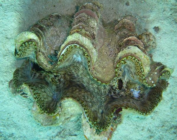 giant clam, looc