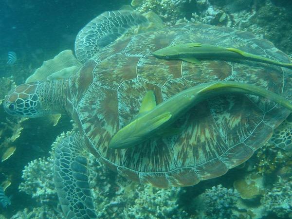 turtle with cleaner fish