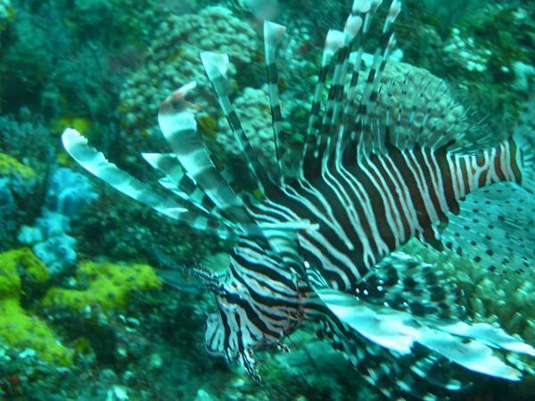 zebra lionfish