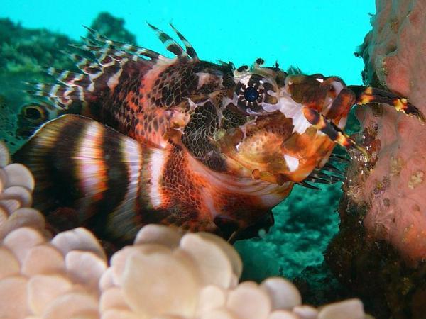 double spotted scorpionfish