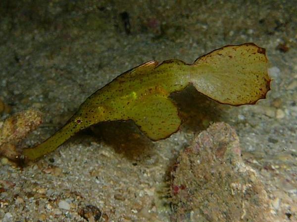ghost pipefish