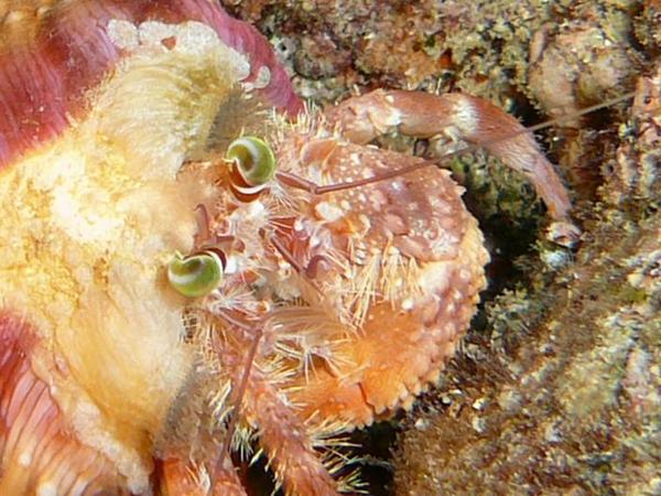 anenomie covered hermit crab