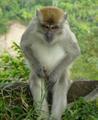 kera nakal (naughty monkey)
