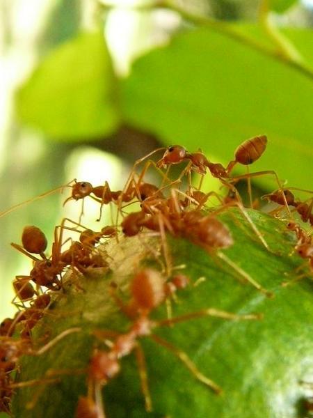 fruit loving ants