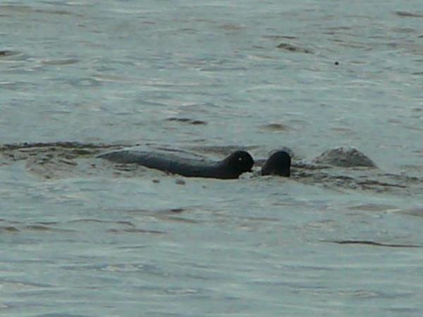 irrawaddy dolphins