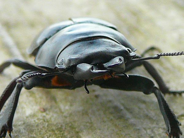 one big beetle