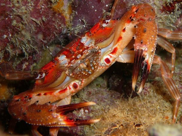 crab guarding its home