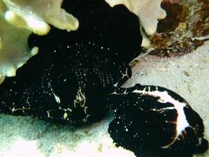 cowry shells mating