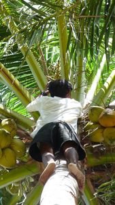 coconut harvest