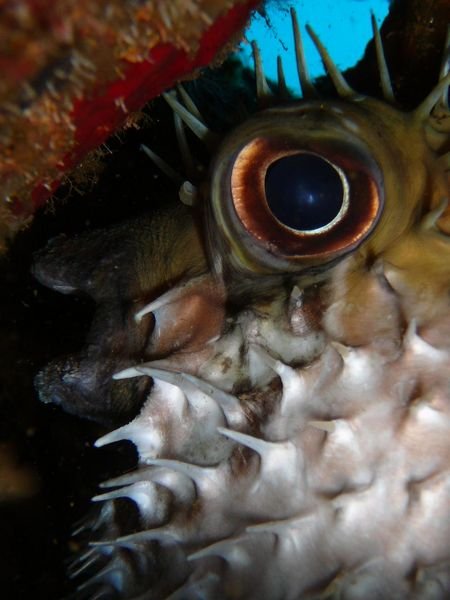 one scared porcupine fish