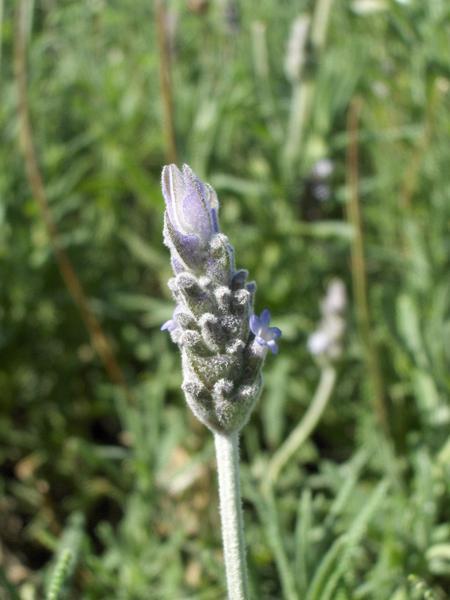 Bare lidt lavendel denne gang