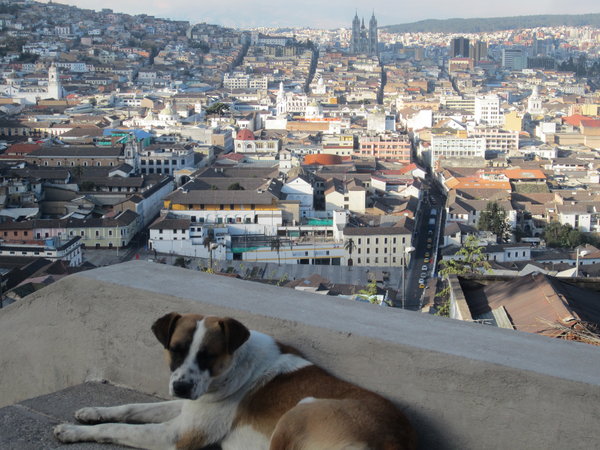 The city and pup