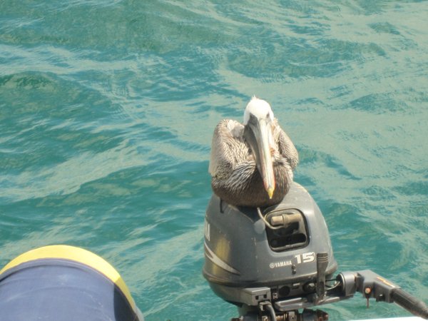 Pelican on the motor 