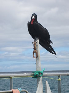 Frigate bird on our boat