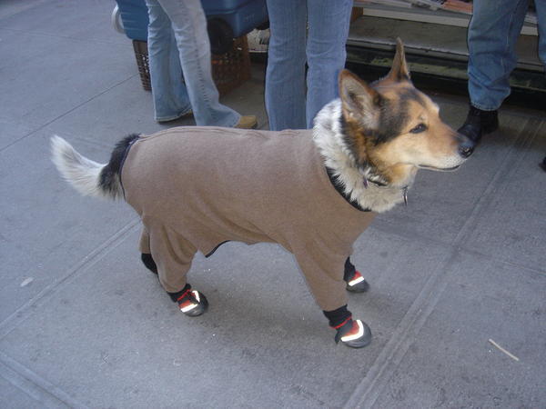 Dog wearing his tracksuit