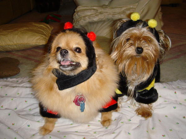 Diva & Gemini dressed for the Halloween Parade