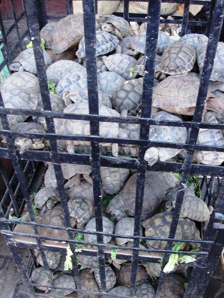 caged turtles
