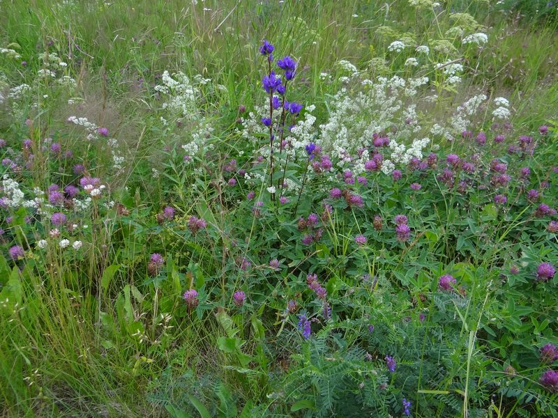 Flowers near Vantaa