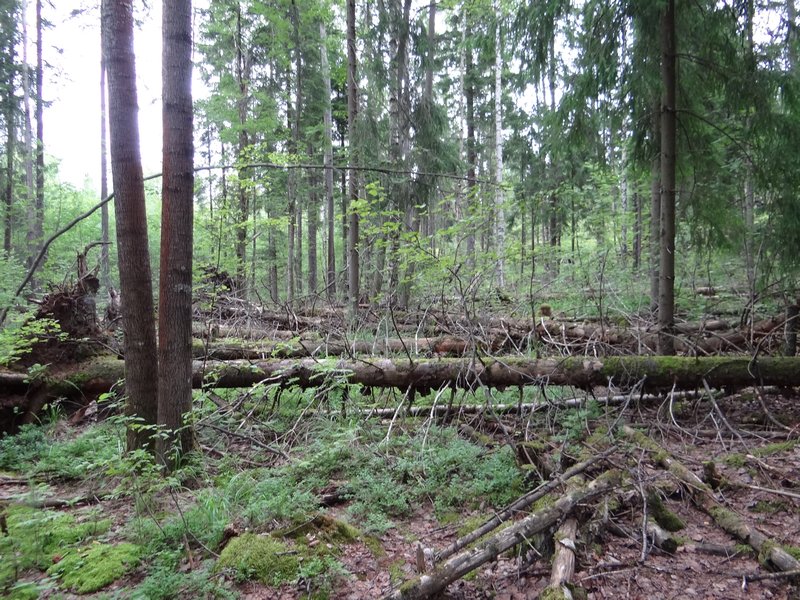 Forest near Vantaa