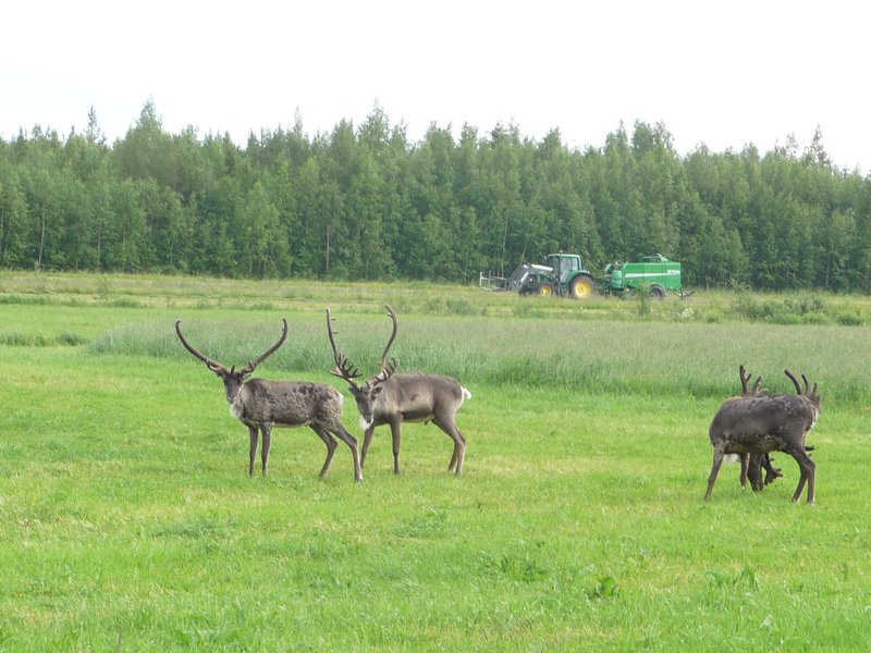 Reindeer near National Park