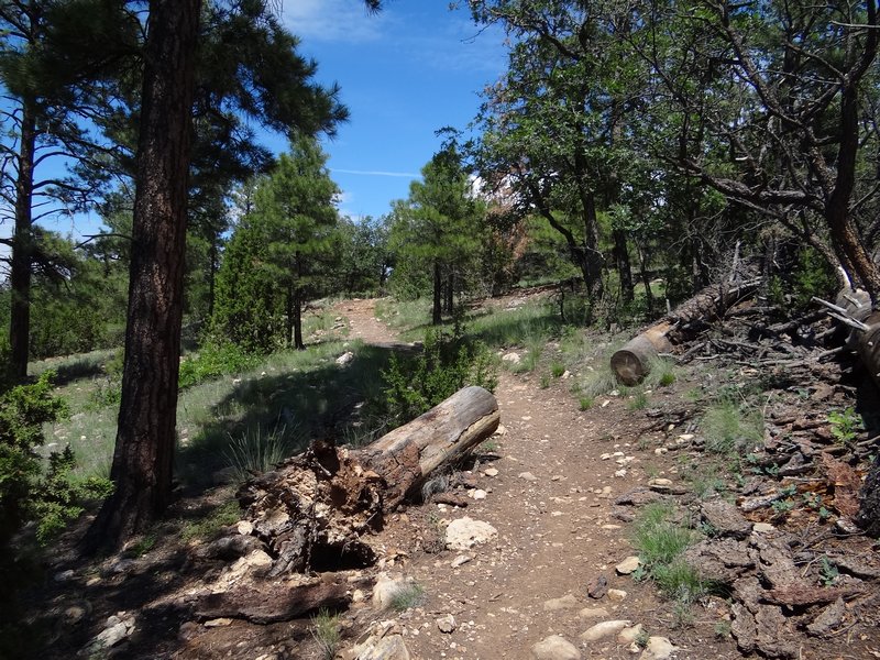 Trail on Campbell Mesa