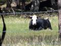 Relaxed cow