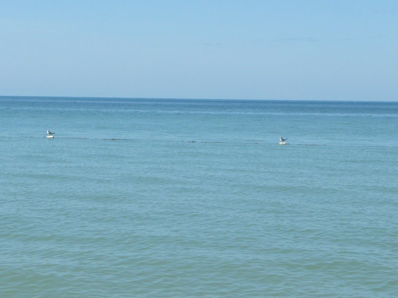 Blue ocean with gulls