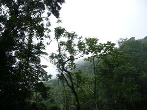 First view of El Yunque