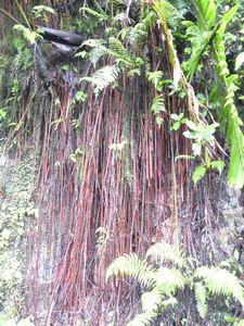 Roots in the rainforest