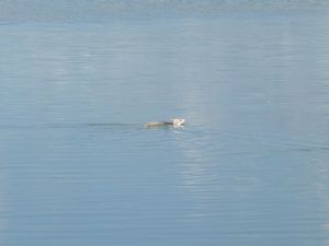 Iguana swimming