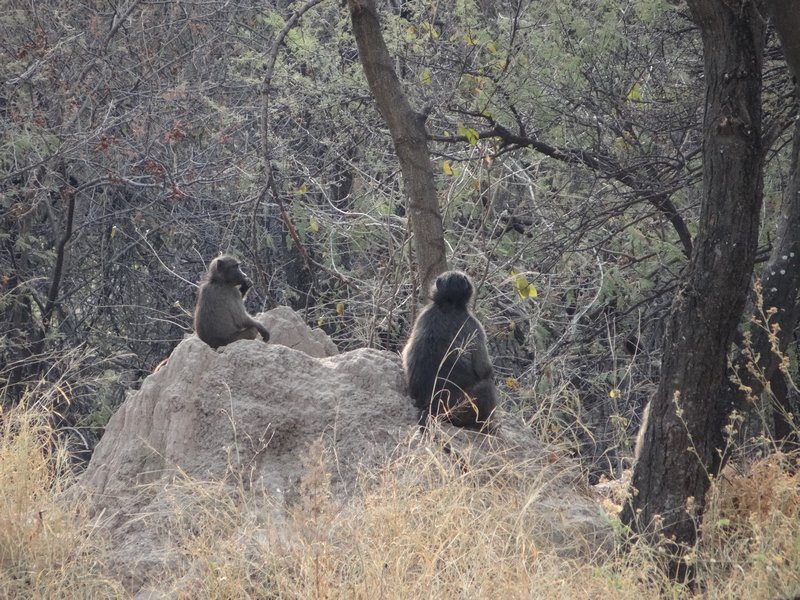 Chacma baboons near our cabin