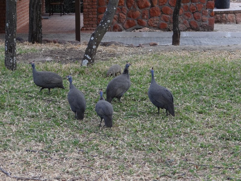 Guinea fowl and mongooses
