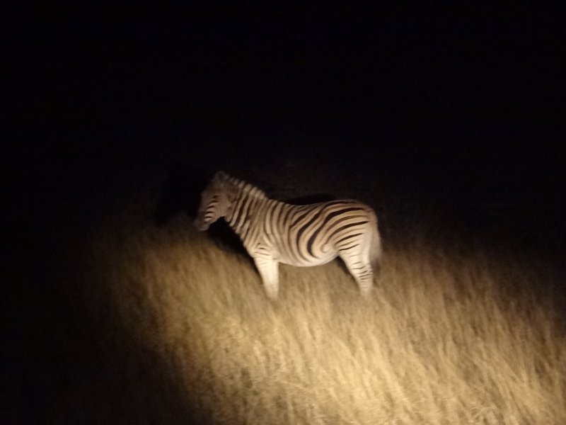 Zebra at night