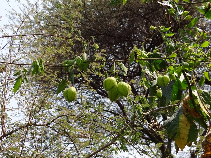 Cape Gooseberry (?), edible