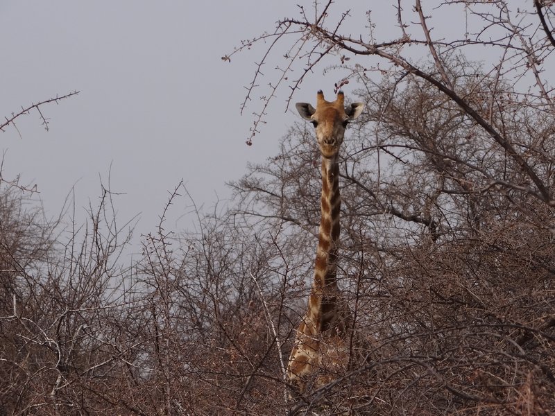 Curious giraffe