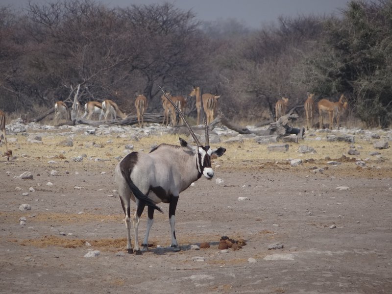 Oryx at Chudop waterhole