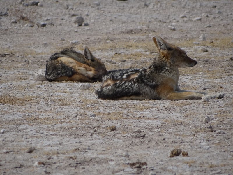 Resting jackals