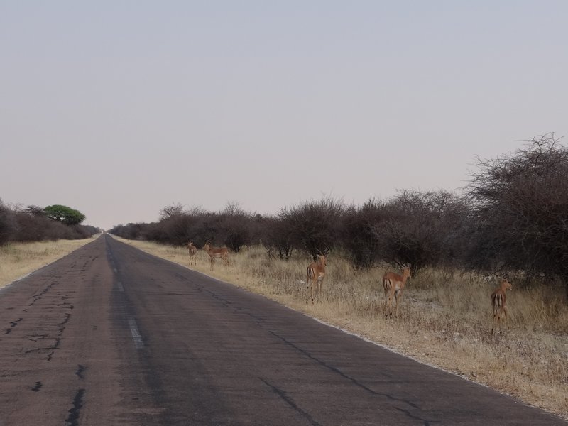 Springboks deciding to cross the road
