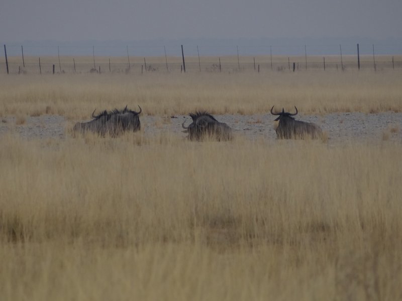 Blue wildebeests relaxing