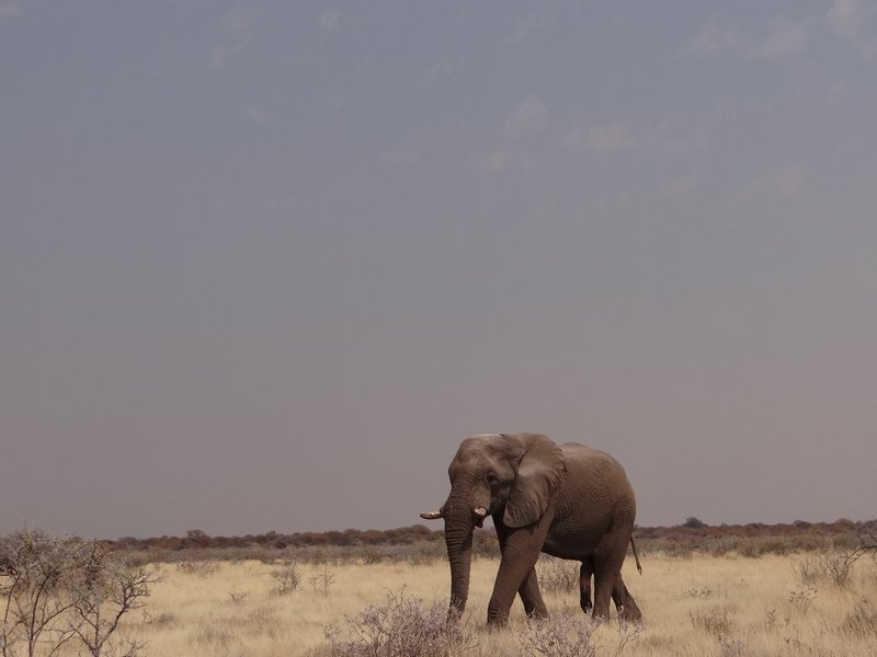First elephant in Etosha