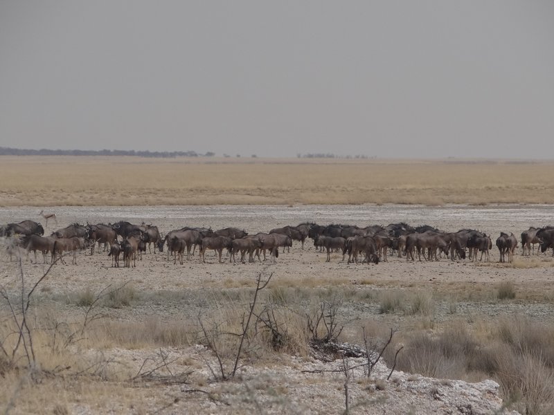 Gathering of blue wildebeest