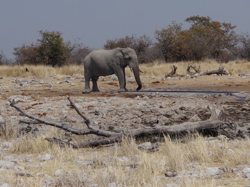 Single elephant at Kalkheuwei